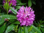 rododendrai